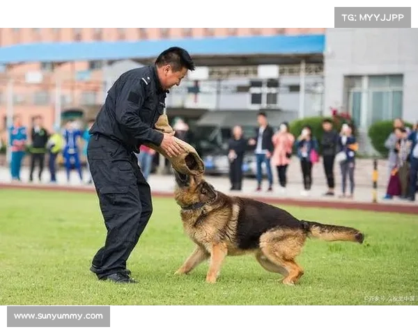 云南瑞丽警犬被盗引关注，特警大队回应：确实是我们的工作犬